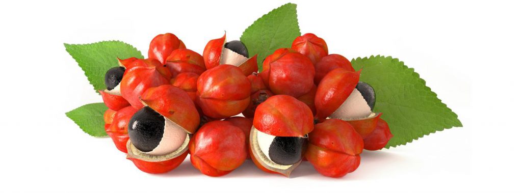 How Guarana Helps in Weight Loss How Guarana Helps in Weight Loss
